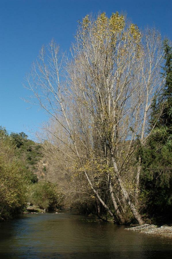 La Marikilla Διαμέρισμα Jubrique Εξωτερικό φωτογραφία